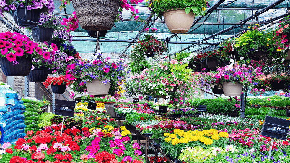 Gardening Centre 1 flowers hanging basket bright colours